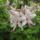 Rhododendron__jeli_arboretum_946908_22434_t