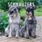 SCHNAUZERS