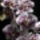 Phalaenopsis-001_947512_27175_t