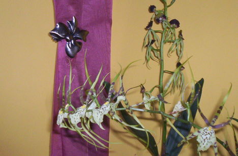 Encyclia cochleata  és a pók orhidea vagy brassia
