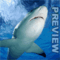 Shark_Defusion