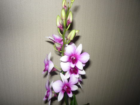 DENDROBIUM ORCHIDEA 1