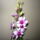 Dendrobium_orchidea_1_904831_44671_t