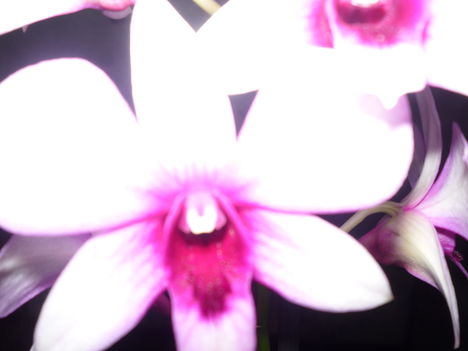 DENDROBIUM ORCHIDEA 2