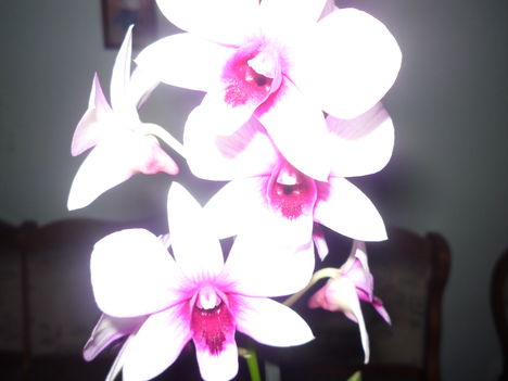 DENDROBIUM ORCHIDEA 3