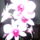 Dendrobium_orchidea_3_904834_64791_t