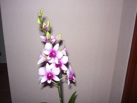 DENDROBIUM ORCHIDEA 4