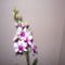 DENDROBIUM ORCHIDEA 4