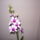 Dendrobium_orchidea_4_904835_59152_t