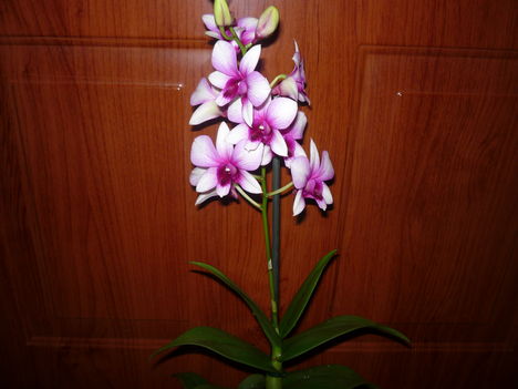 DENDROBIUM ORCHIDEA 5