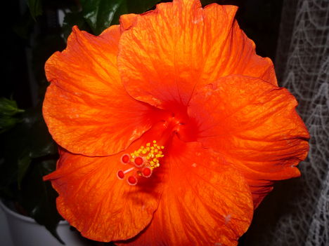 HIBISCUS 2