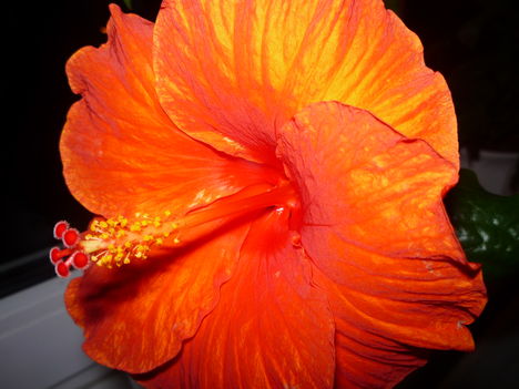 HIBISCUS 3