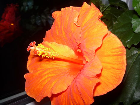 HIBISCUS 4