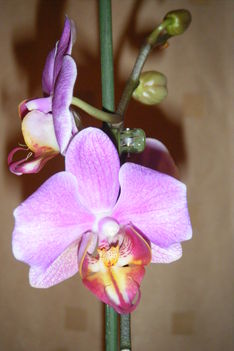 orchidea 001