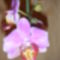 orchidea 001