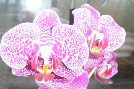 orchidea 029
