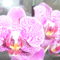 orchidea 029
