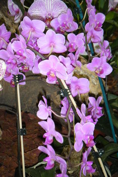orchidea 031