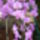 Orchidea_031_904100_11536_t
