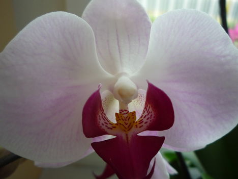 ORCHIDEA 1