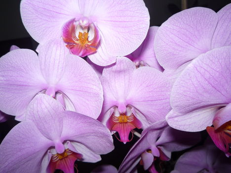 ORCHIDEA 1