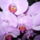 Orchidea_1-002_904886_85907_t