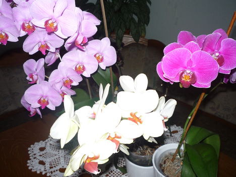 ORCHIDEA 11