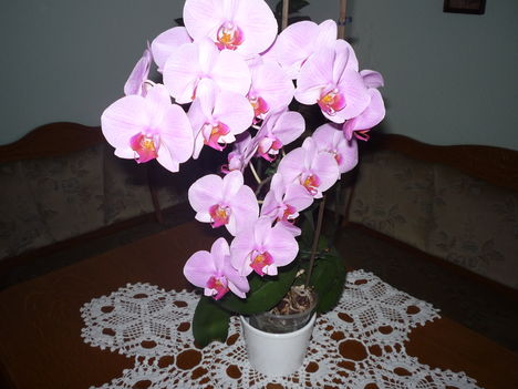 ORCHIDEA 13