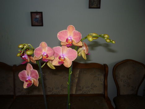 ORCHIDEA 1