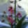 Orchidea_1_904954_91132_t