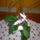 Orchidea_2-001_904766_93620_t