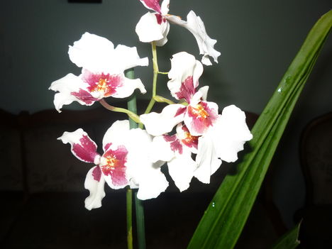 ORCHIDEA 2