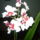 Orchidea_2-003_904985_89954_t