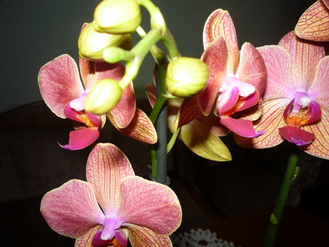 ORCHIDEA 2