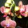 Orchidea_2_904755_55964_t