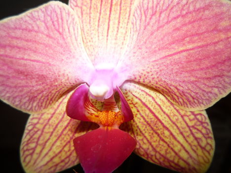 ORCHIDEA 4