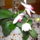 Orchidea_5-001_904770_47192_t