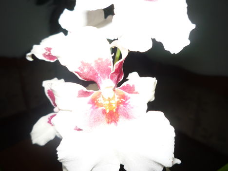 ORCHIDEA 5