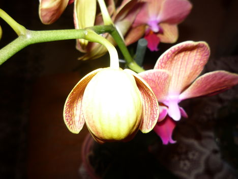 ORCHIDEA 5