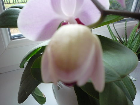 ORCHIDEA 6