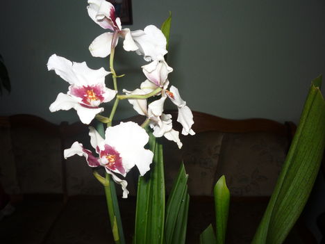 ORCHIDEA 6