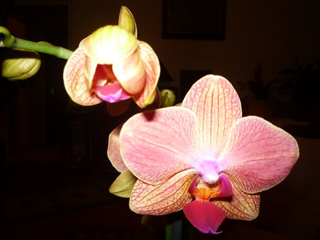 ORCHIDEA 6