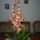 Orchidea_7-002_904995_96557_t