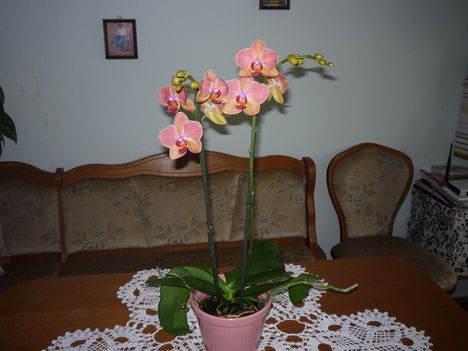 ORCHIDEA 7