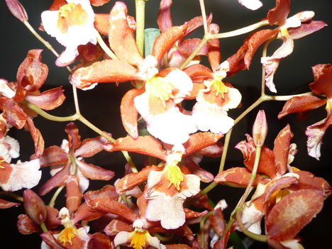 ORCHIDEA 8