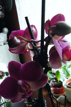 saját orchidea 1
