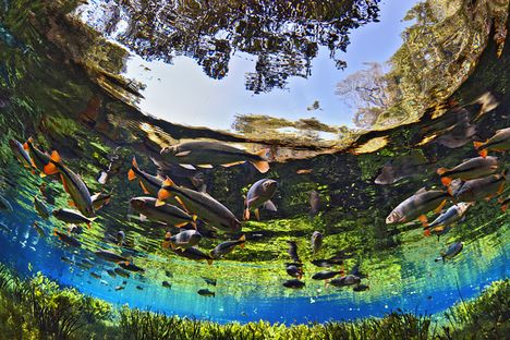 Bonito /Mato Grosso / Brazília 24