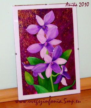 orchidea111
