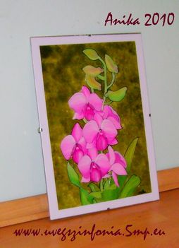 orchidea241
