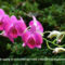 orhidea_es_felvillano_gondolatok_29_432259_15454_s